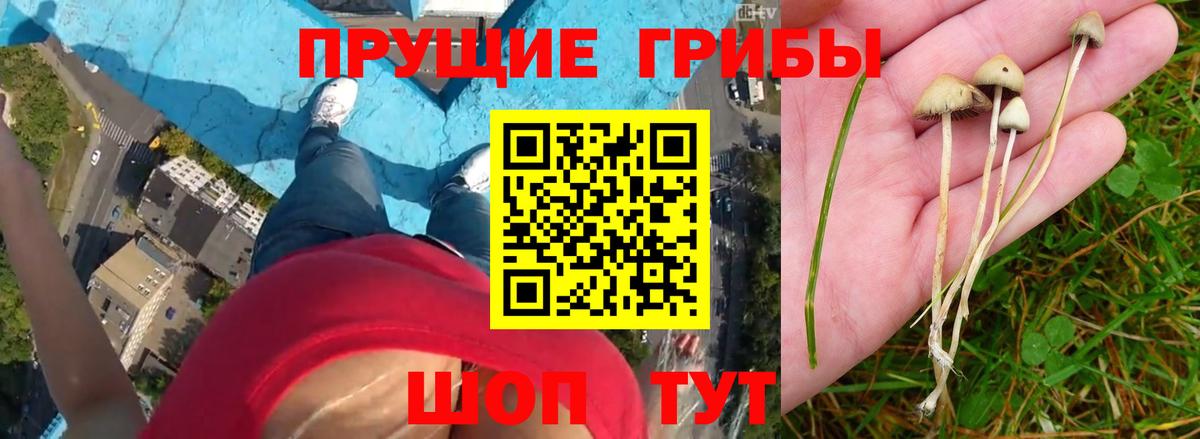 Псилоцибиновые грибы мицелий Тула
